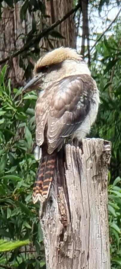 Bird Songs Getaway Accommodation Cabbage Tree Creek Exterior photo